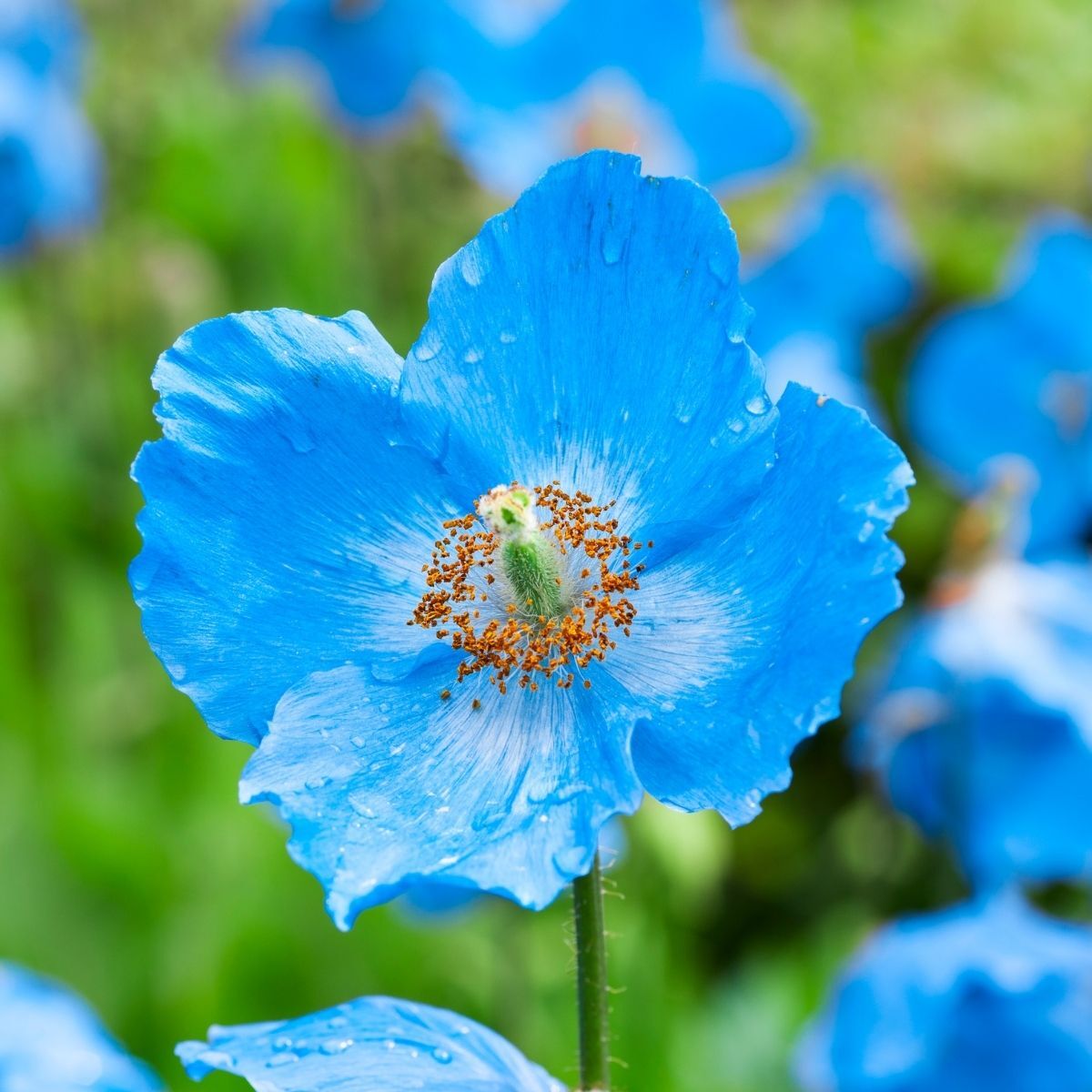 Himalayan Blue Poppy